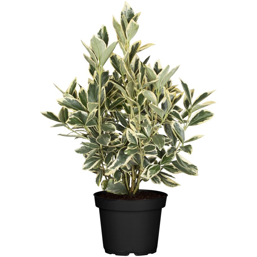 Euonymus japonicus 'Bravo' im schwarzen Topf