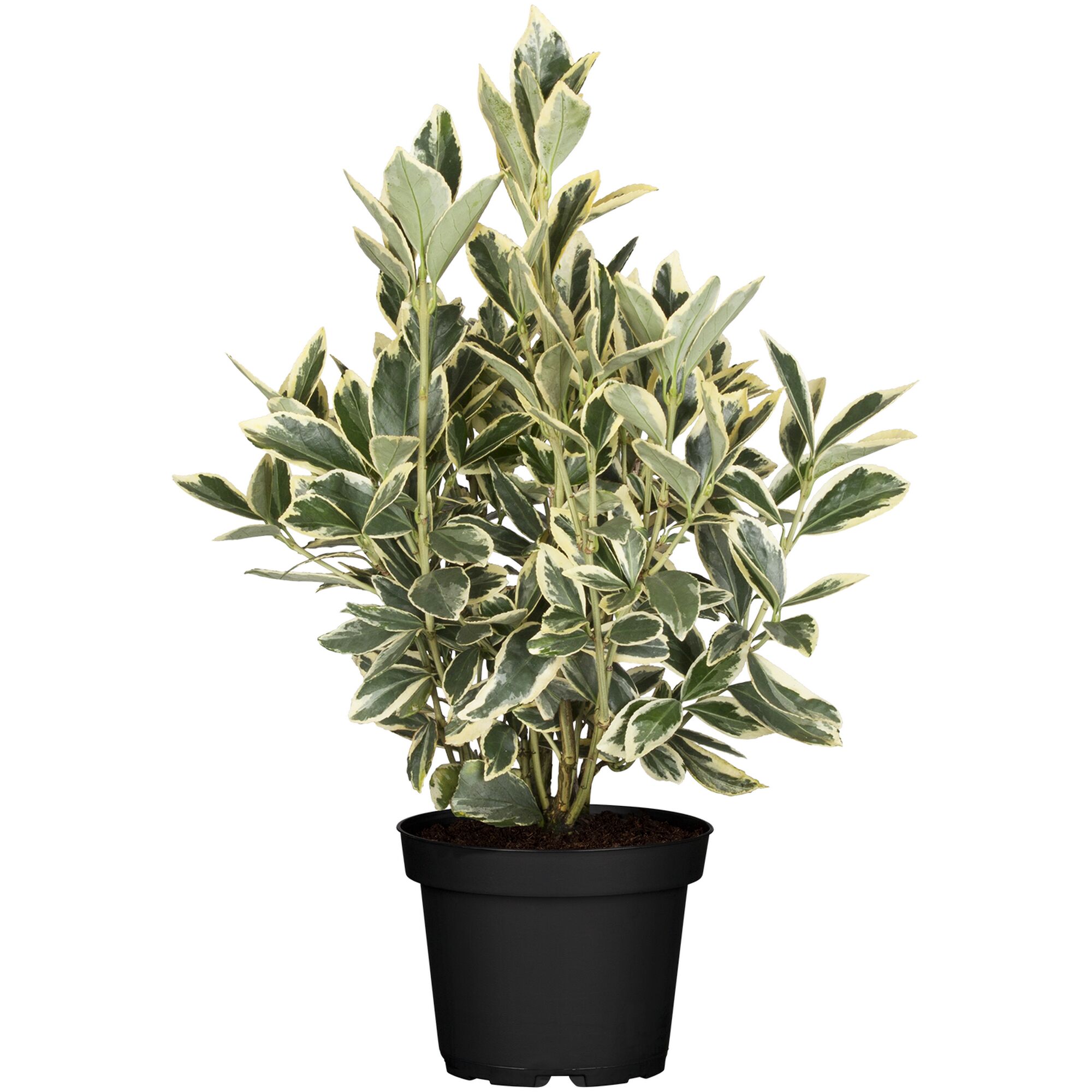 Euonymus japonicus 'Bravo' im schwarzen Topf