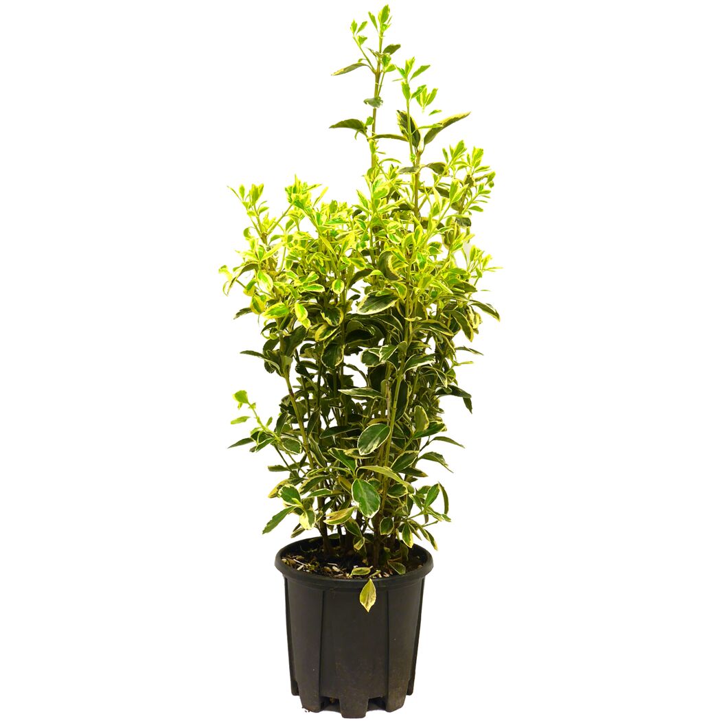 Euonymus japonicus 'Aureus' im Topf