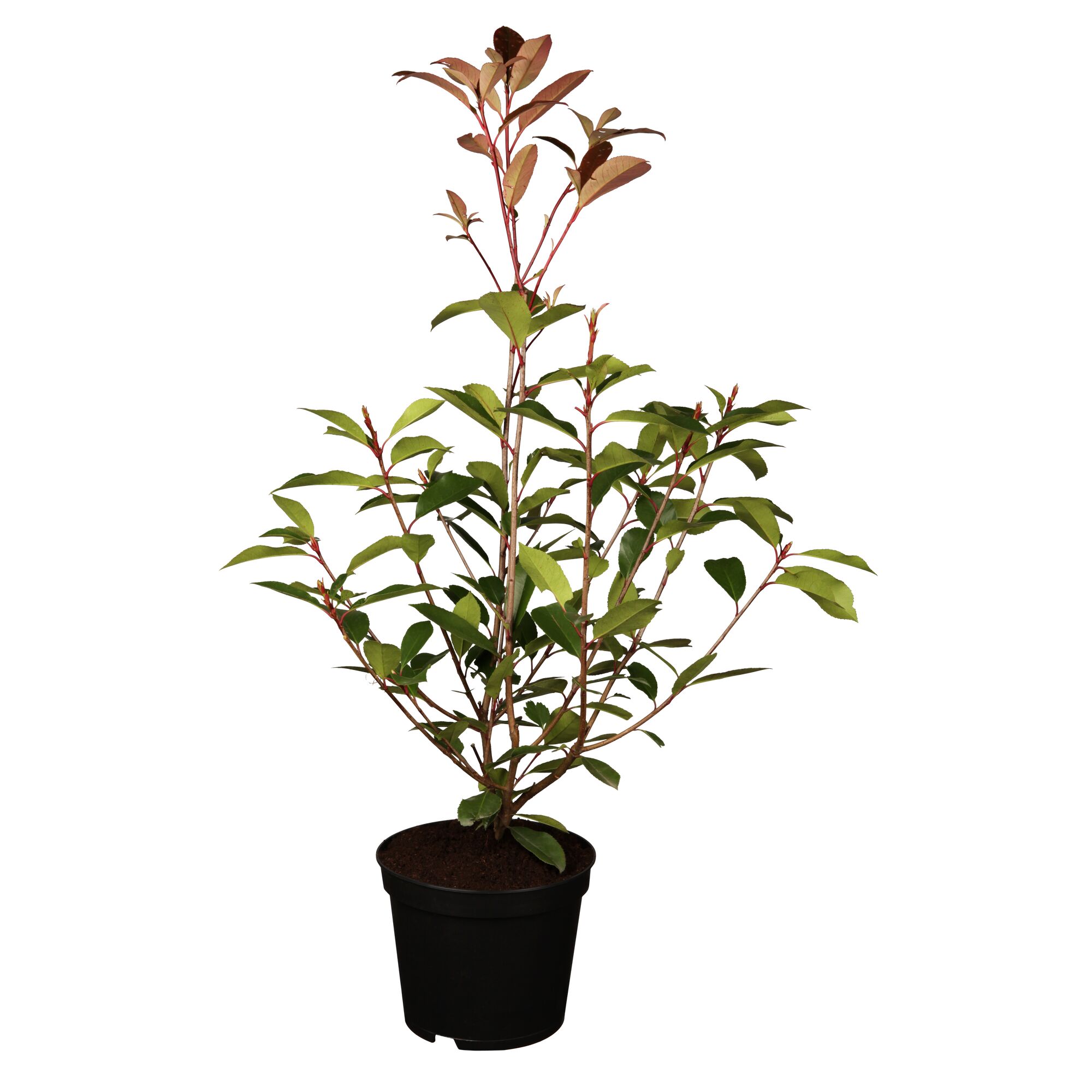 Photinia Red Robin im Topf