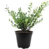 ILEX CRENATA in schwarzem Topf