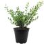ILEX CRENATA in schwarzem Topf