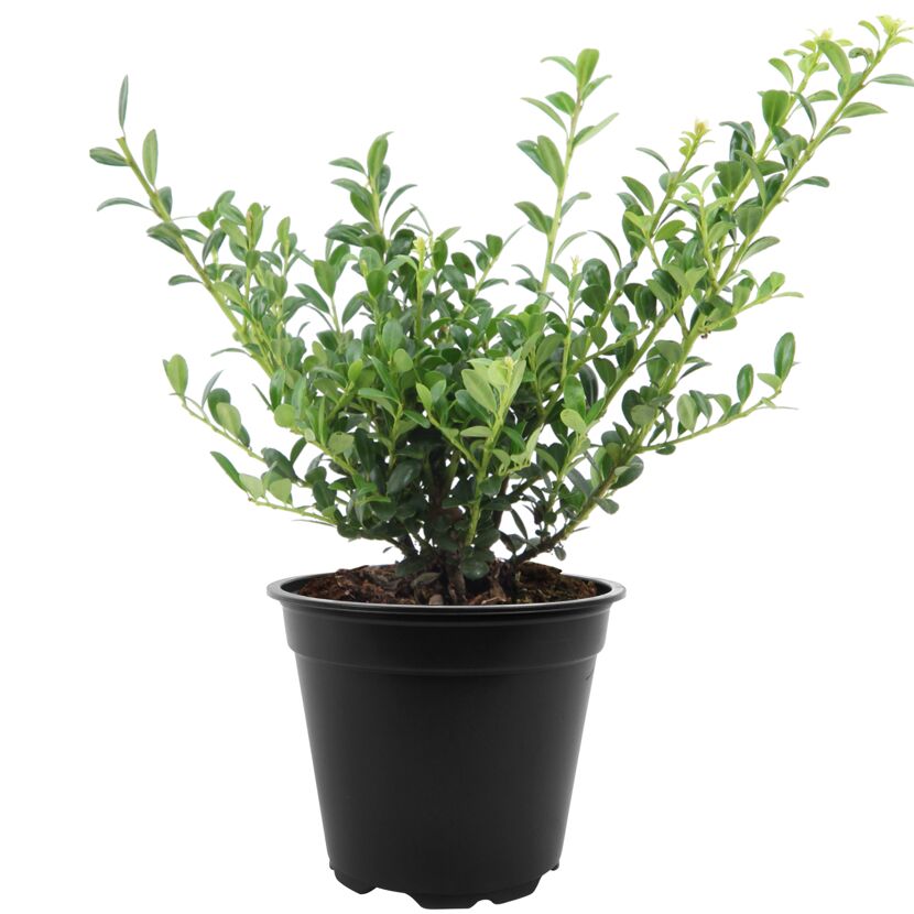 ILEX CRENATA in schwarzem Topf