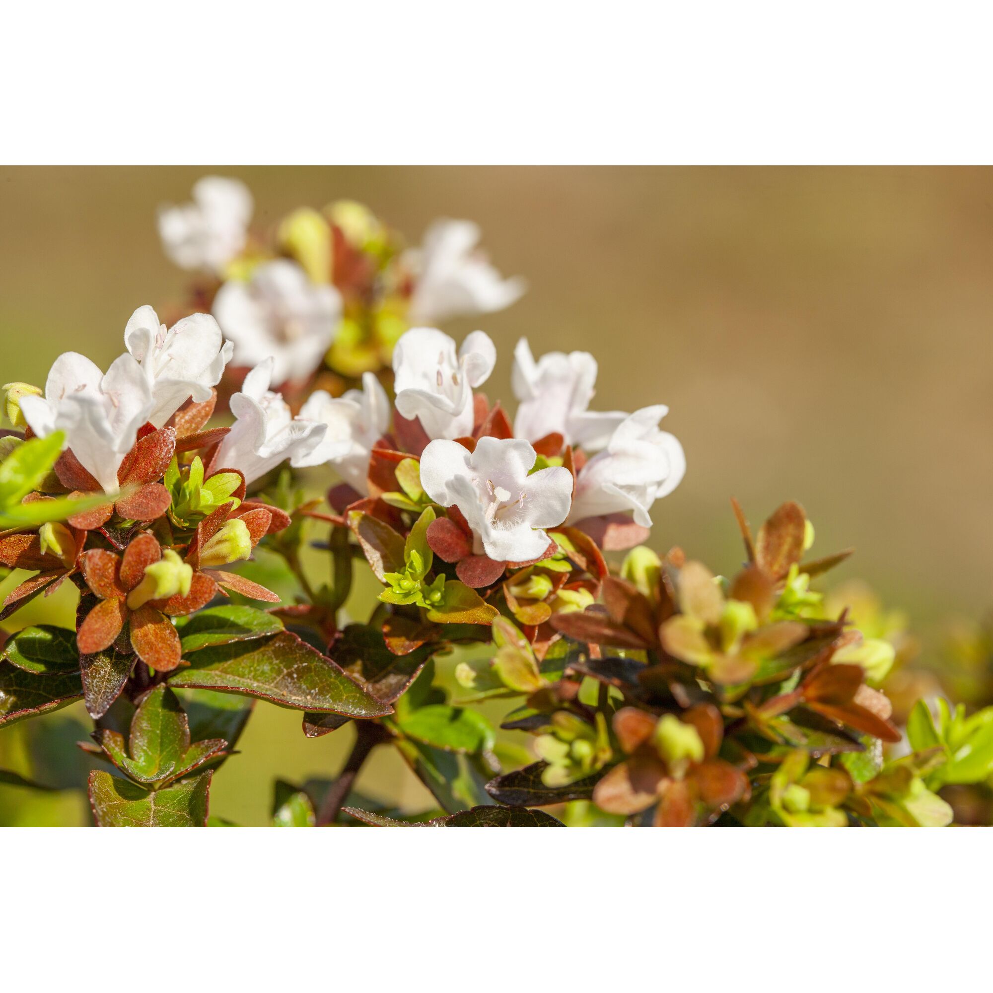 Nahaufnahme weißer Blüten der Abelia Grandiflora