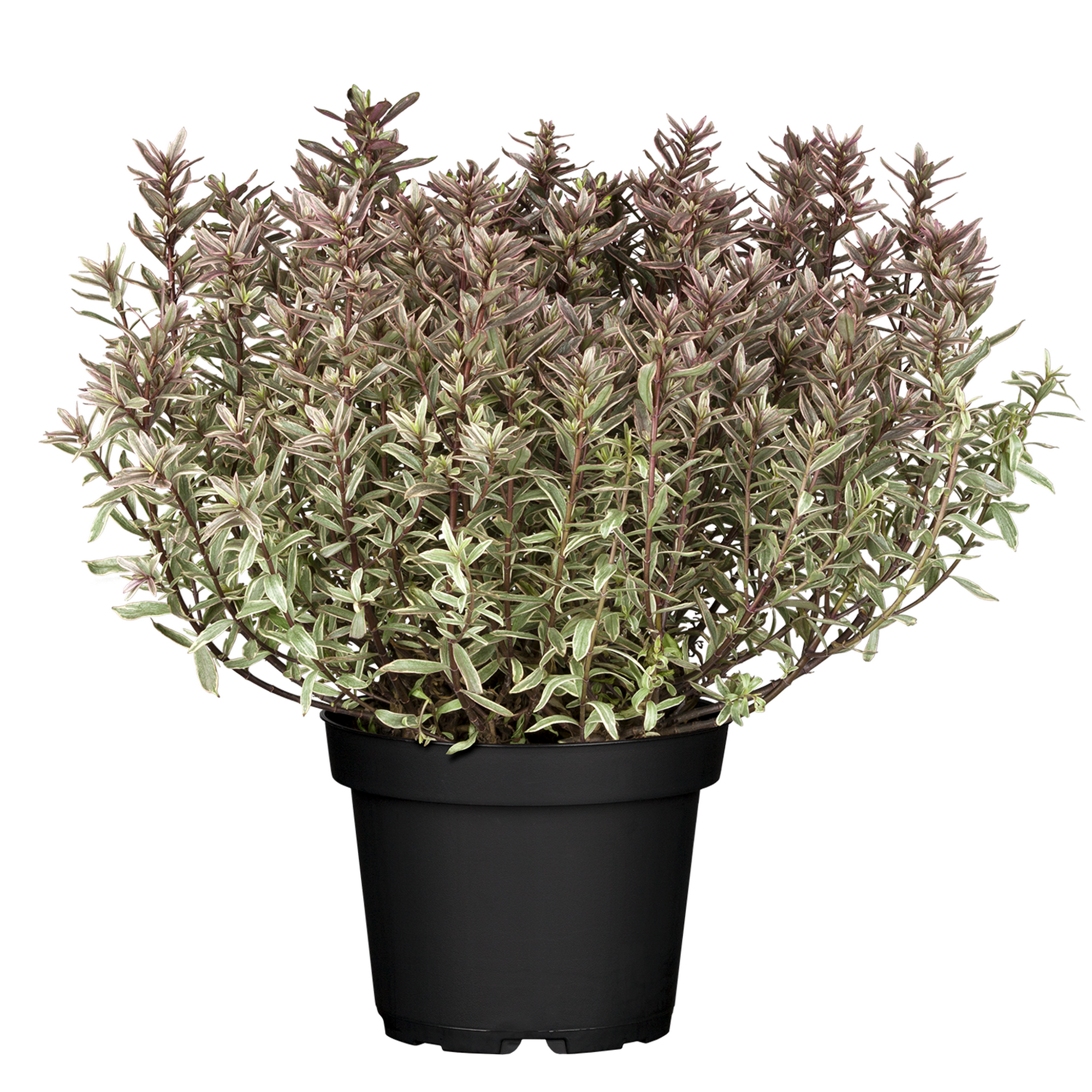 Strauchveronika 'Magicolors' 17 cm Topf
