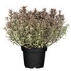 Strauchveronika 'Magicolors' 17 cm Topf