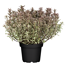 Strauchveronika 'Magicolors' 17 cm Topf