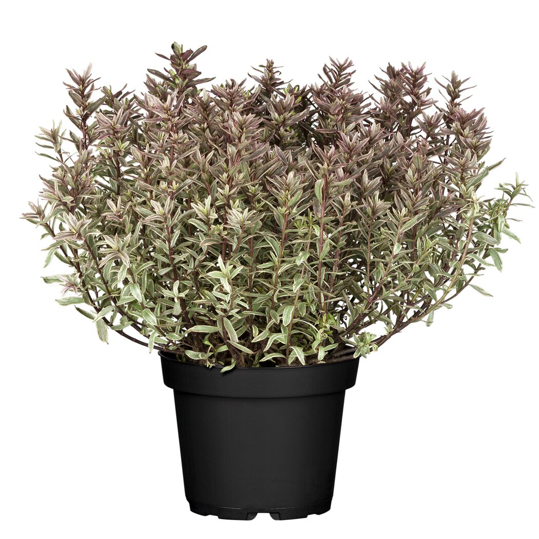 Strauchveronika 'Magicolors' 17 cm Topf