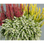 Knospenheide 'Gardengirls® Knospenzwerge', 12 cm Topf