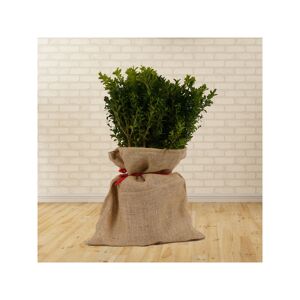 Weihnachts-Buchsbaum im Jutesack