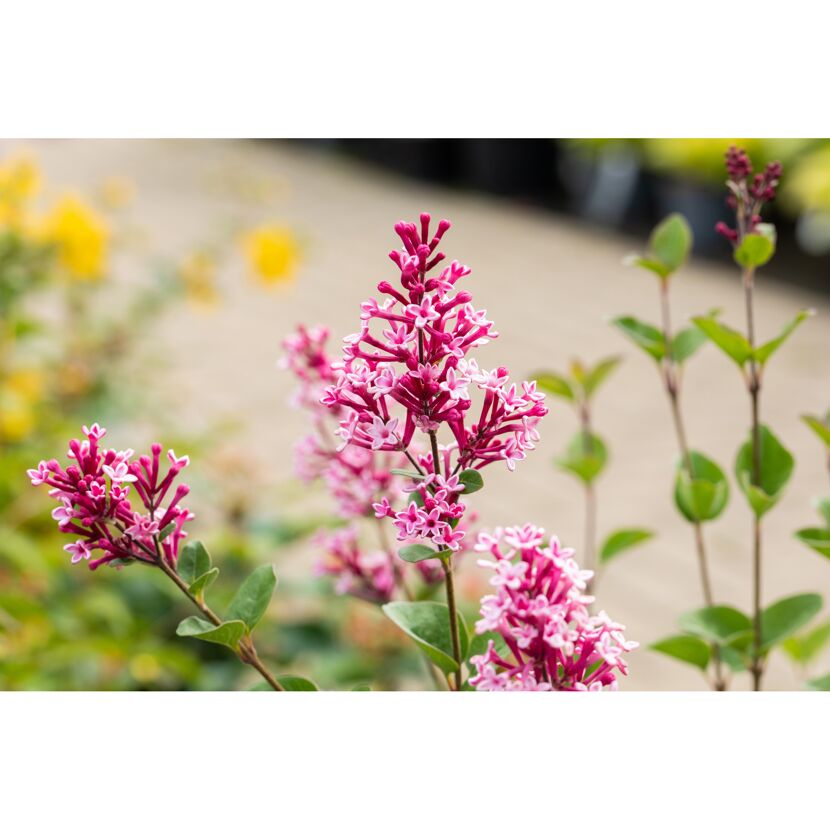 Flieder "Bloomerang"
