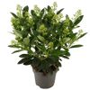 Skimmia japonica FINCHY WEISS im Topf