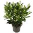 Skimmia japonica FINCHY WEISS im Topf