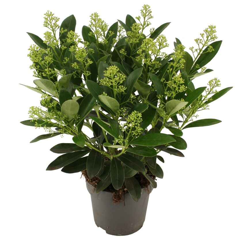 Skimmia japonica FINCHY WEISS im Topf