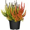 Topfpflanze Sunset Line Trio mit orangen, gelben und grauen Blüten