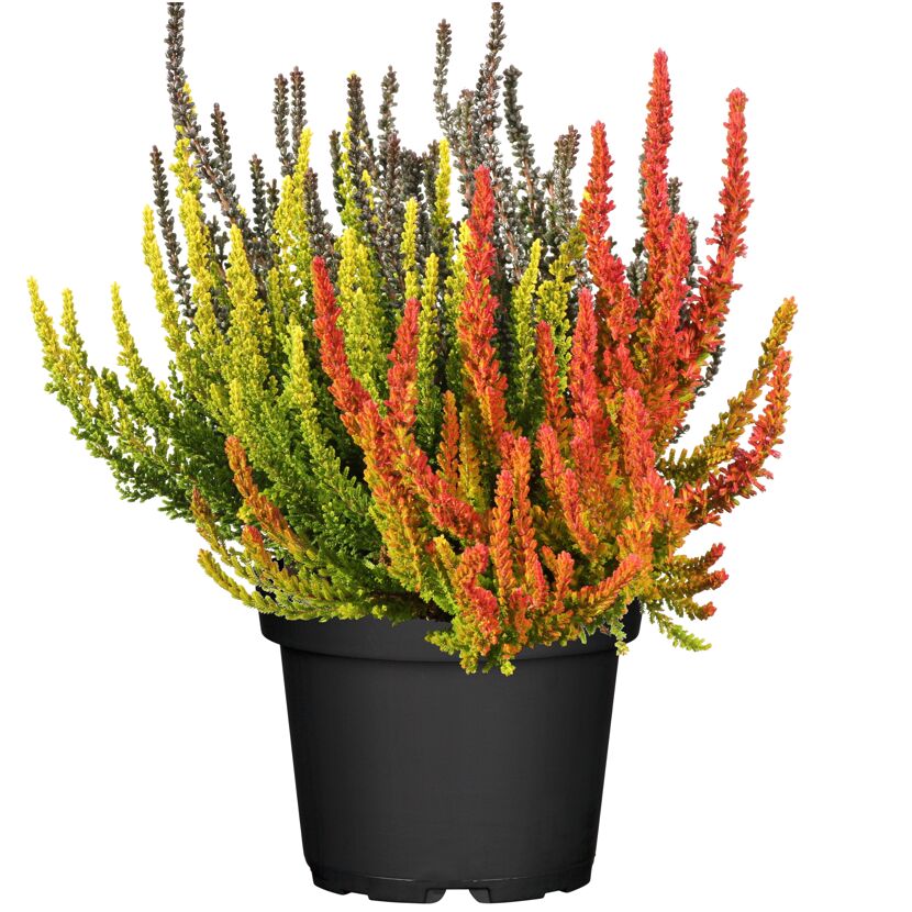 Topfpflanze Sunset Line Trio mit orangen, gelben und grauen Blüten