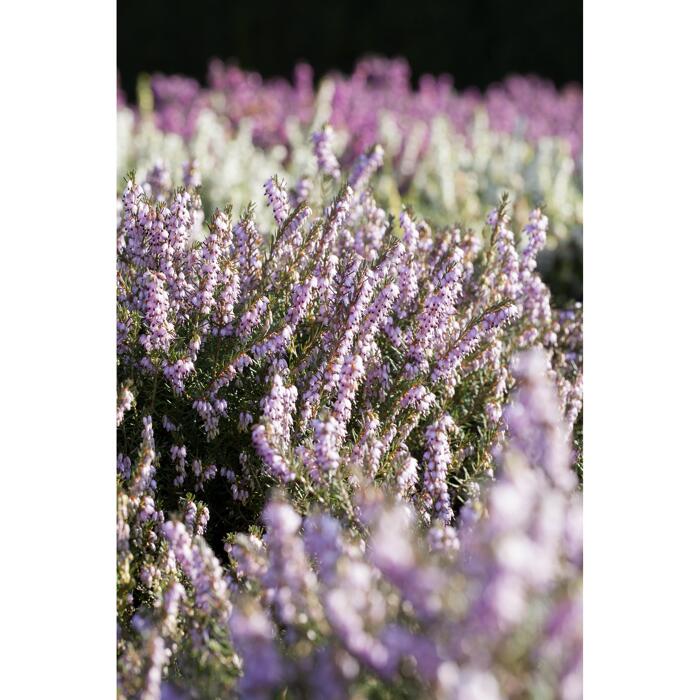 toom Winterblühende Heide 'Twins' 11 cm Topf, 3erSet