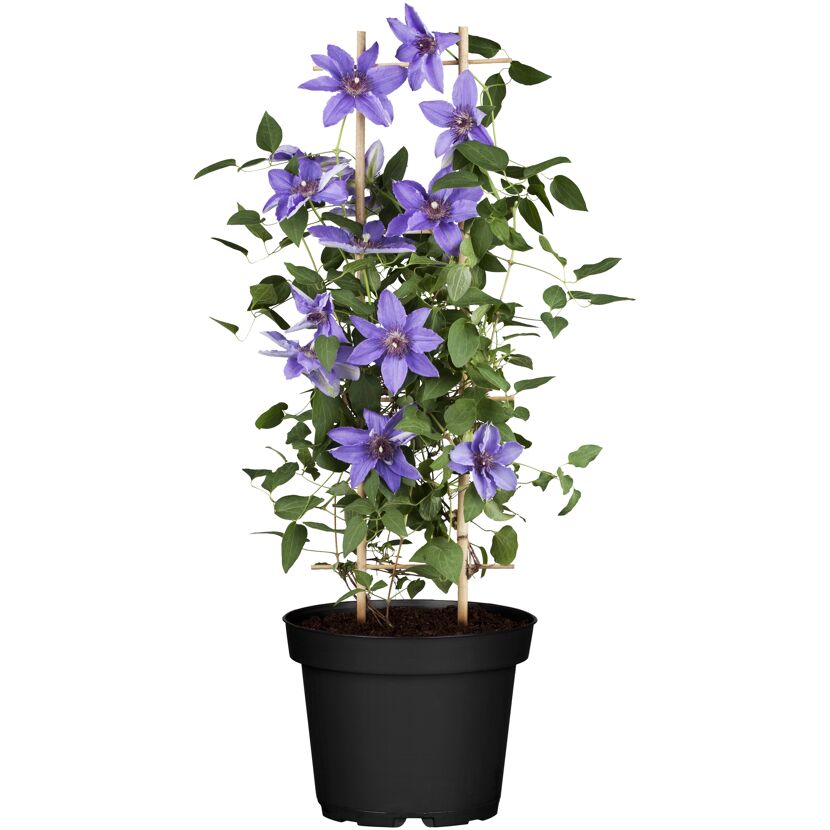 Waldrebe am Spalier blau 15 cm Topf