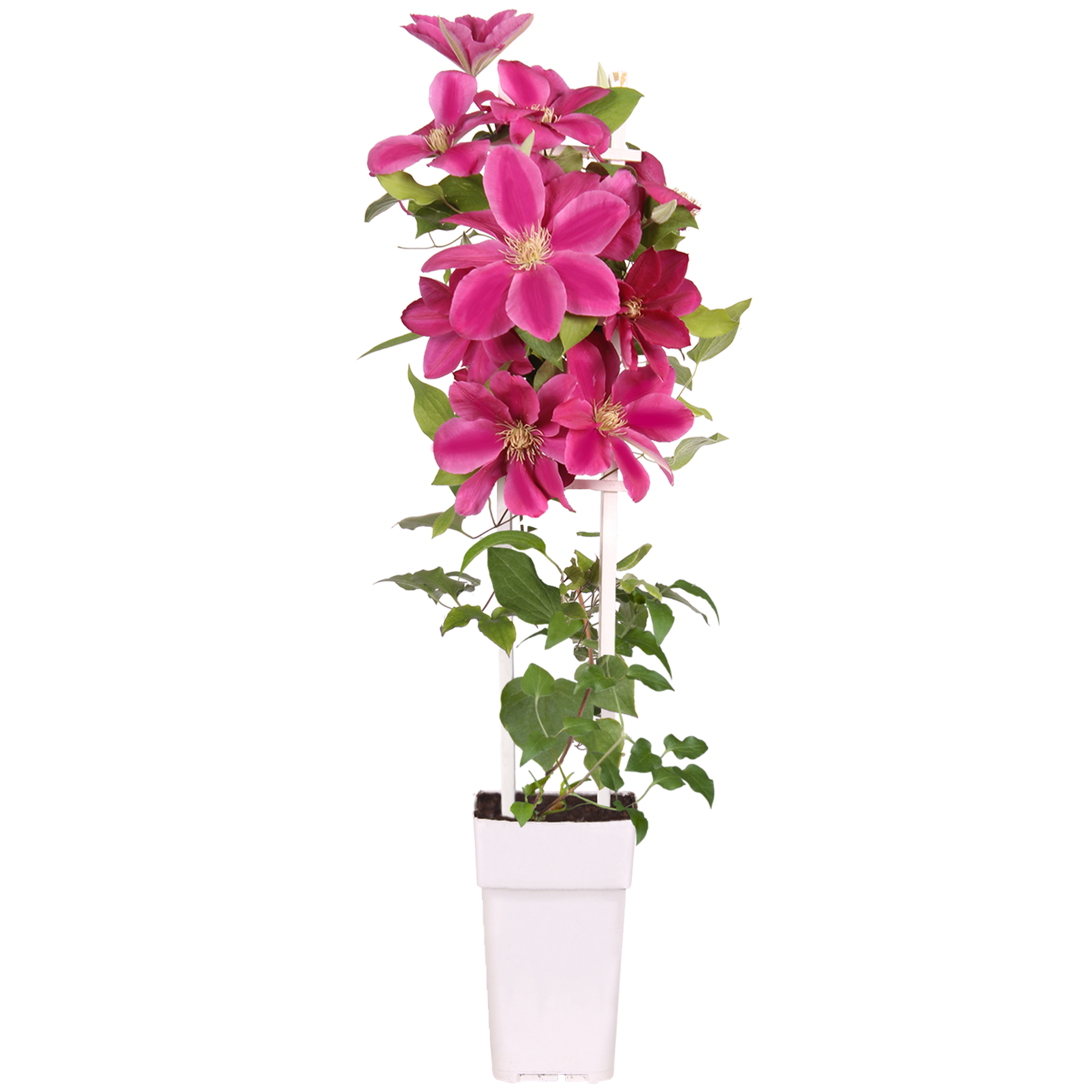 Clematis am Spalier rot 15 cm Topf + product picture