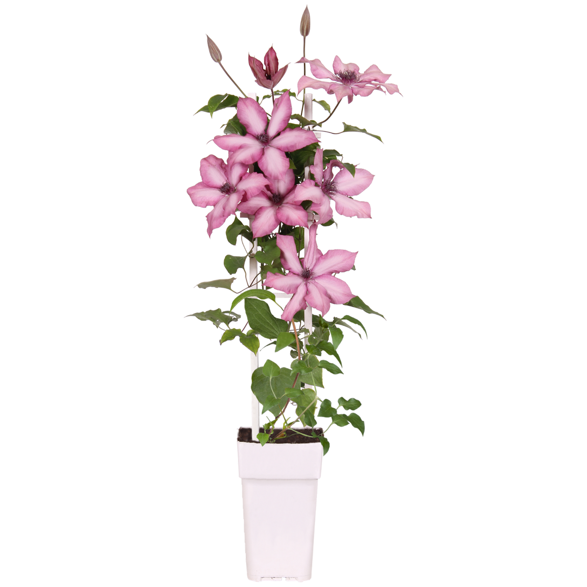 Clematis am Spalier rosa 15 cm Topf + product picture