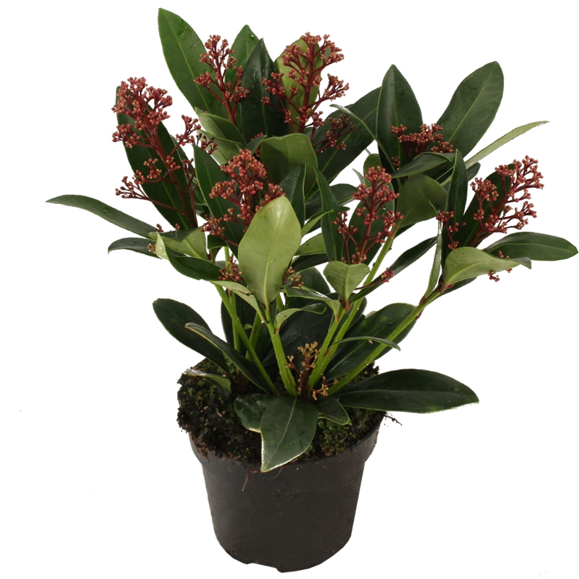 Skimmia Japonica Rubella im Topf