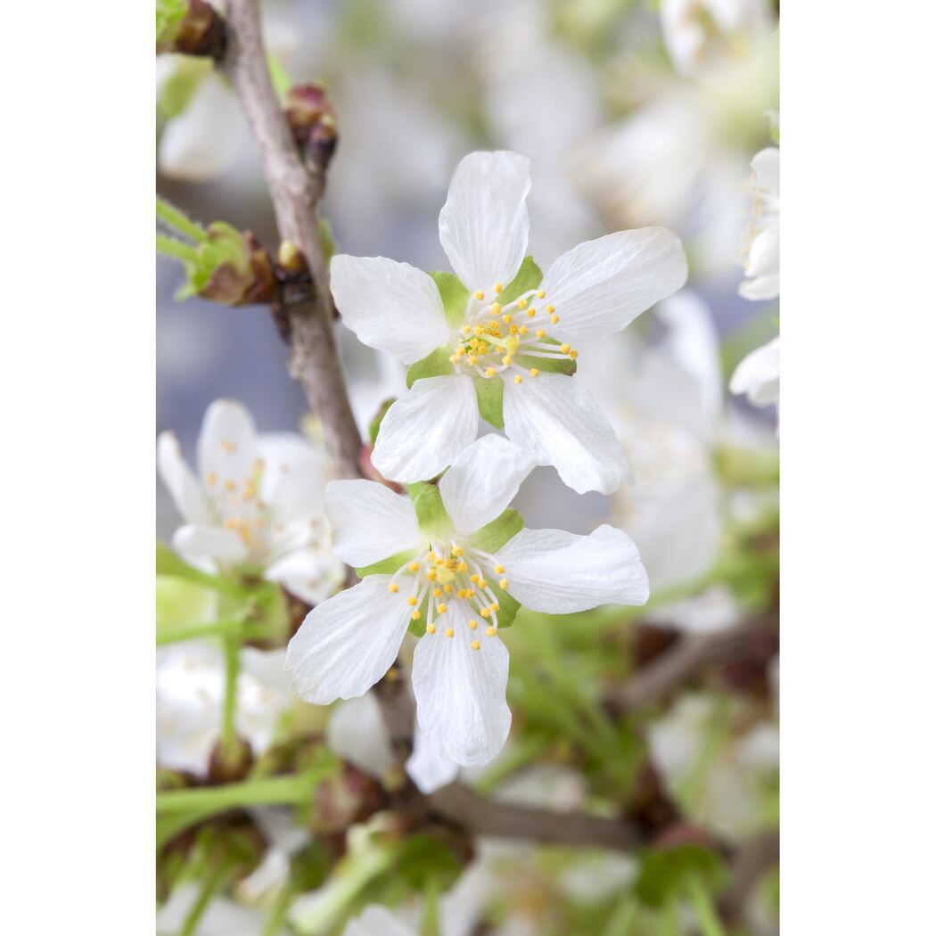 Zwei weiße Blüten des Prunus incisa Kojou
