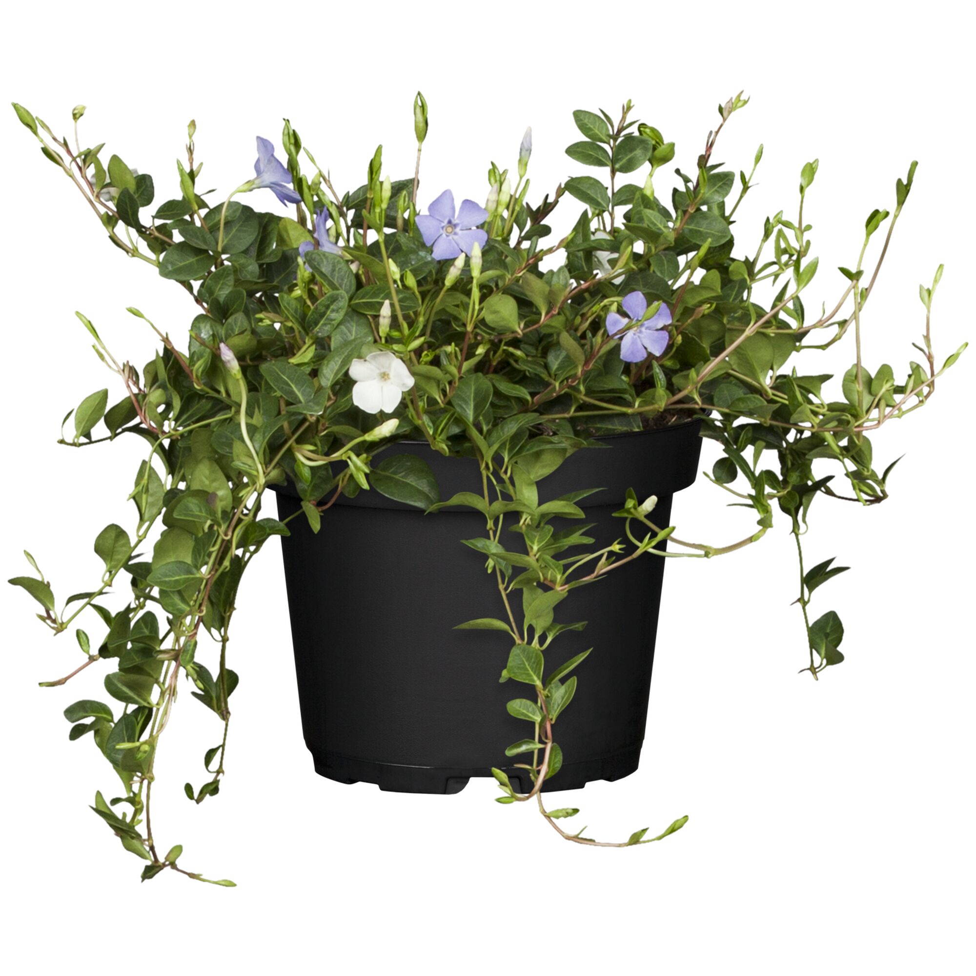 Vinca minor Tricolour im schwarzen Topf