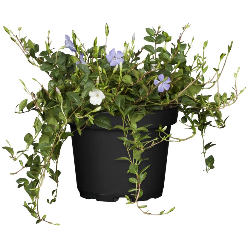 Vinca minor Tricolour im schwarzen Topf