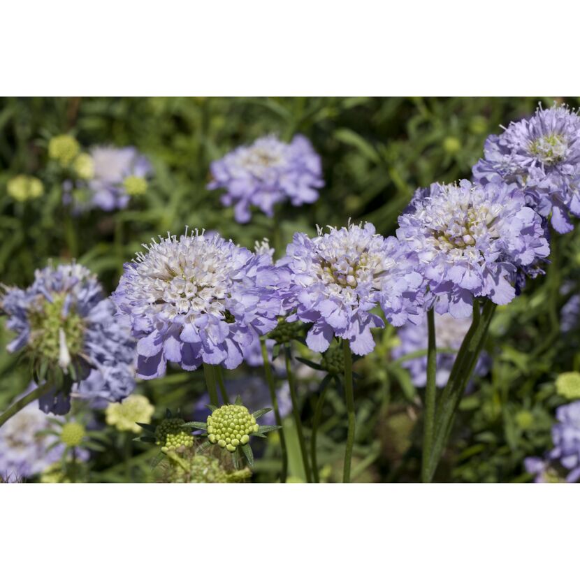 Tauben-Skabiose 'Butterfly Blue', 15 cm Topf
