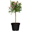 Rosa Rosen-Halbstamm im schwarzen Topf