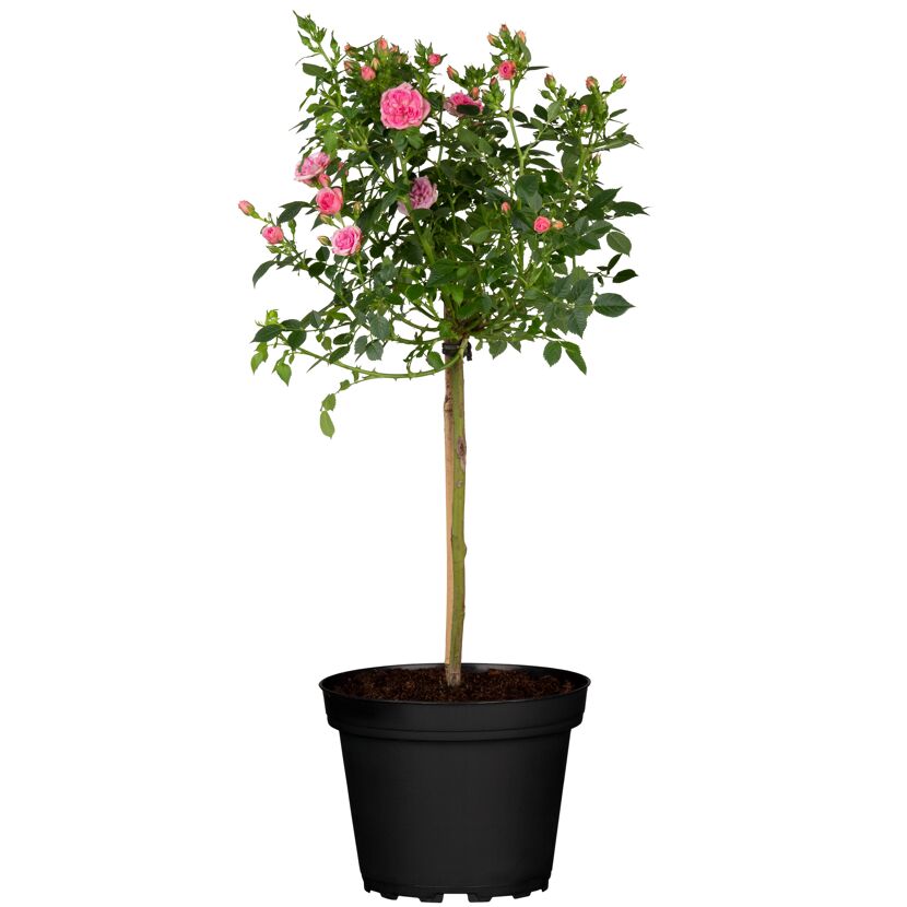 Rosa Rosen-Halbstamm im schwarzen Topf