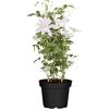 Clematis mit Rankhilfe im Topf