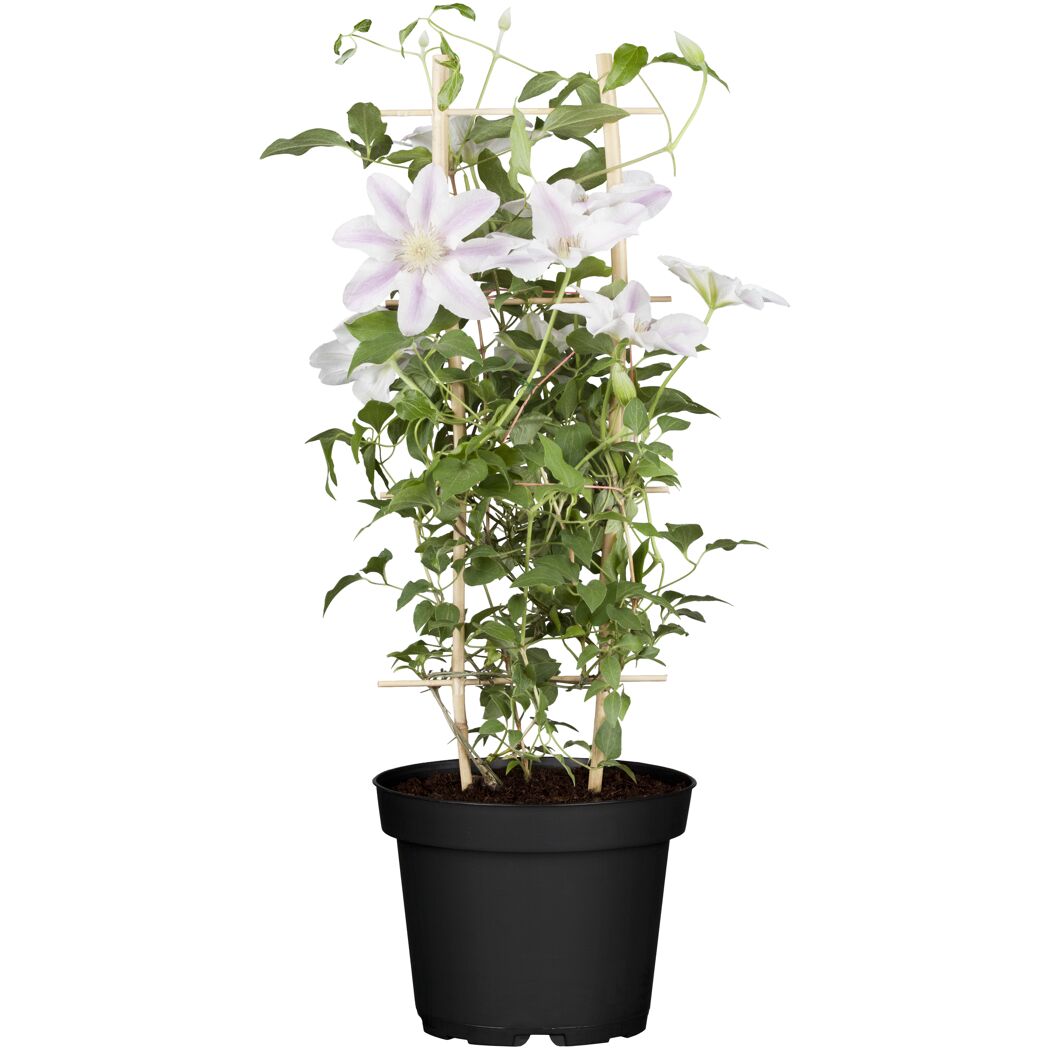 Clematis mit Rankhilfe im Topf