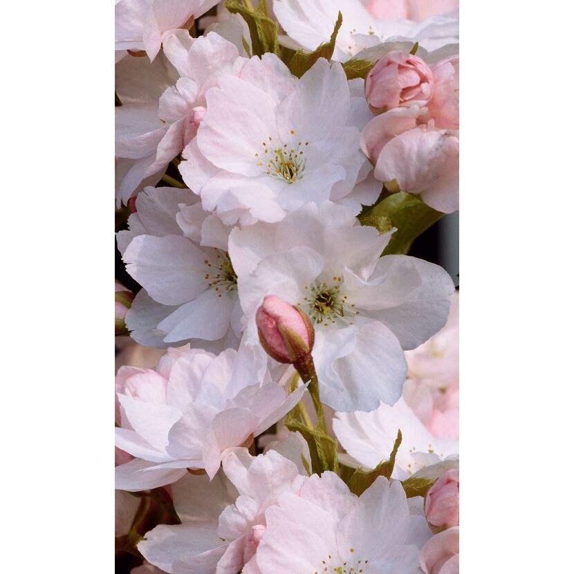 Nahaufnahme von rosa-weißen Kirschblüten