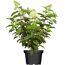 Rispenhortensie weiß  23 cm Topf