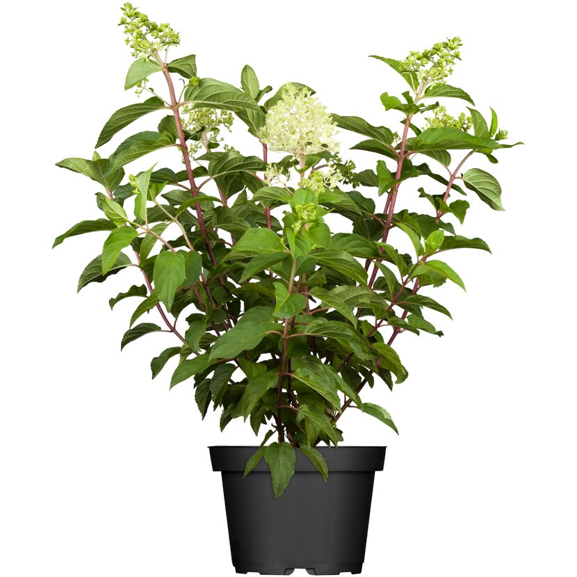 Rispenhortensie weiß  23 cm Topf