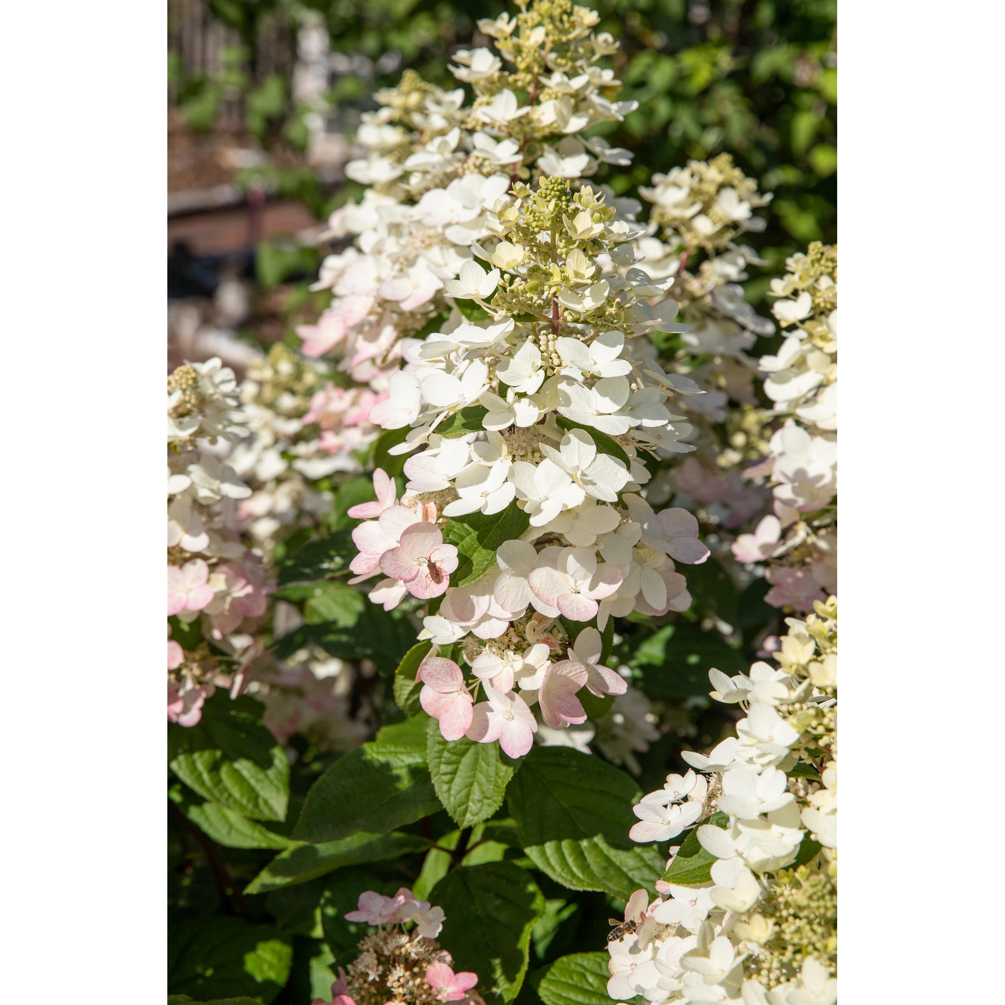 Rispenhortensie rosa 23 cm Topf