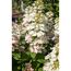 Rispenhortensie rosa 23 cm Topf