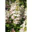 Rispenhortensie rosa 23 cm Topf