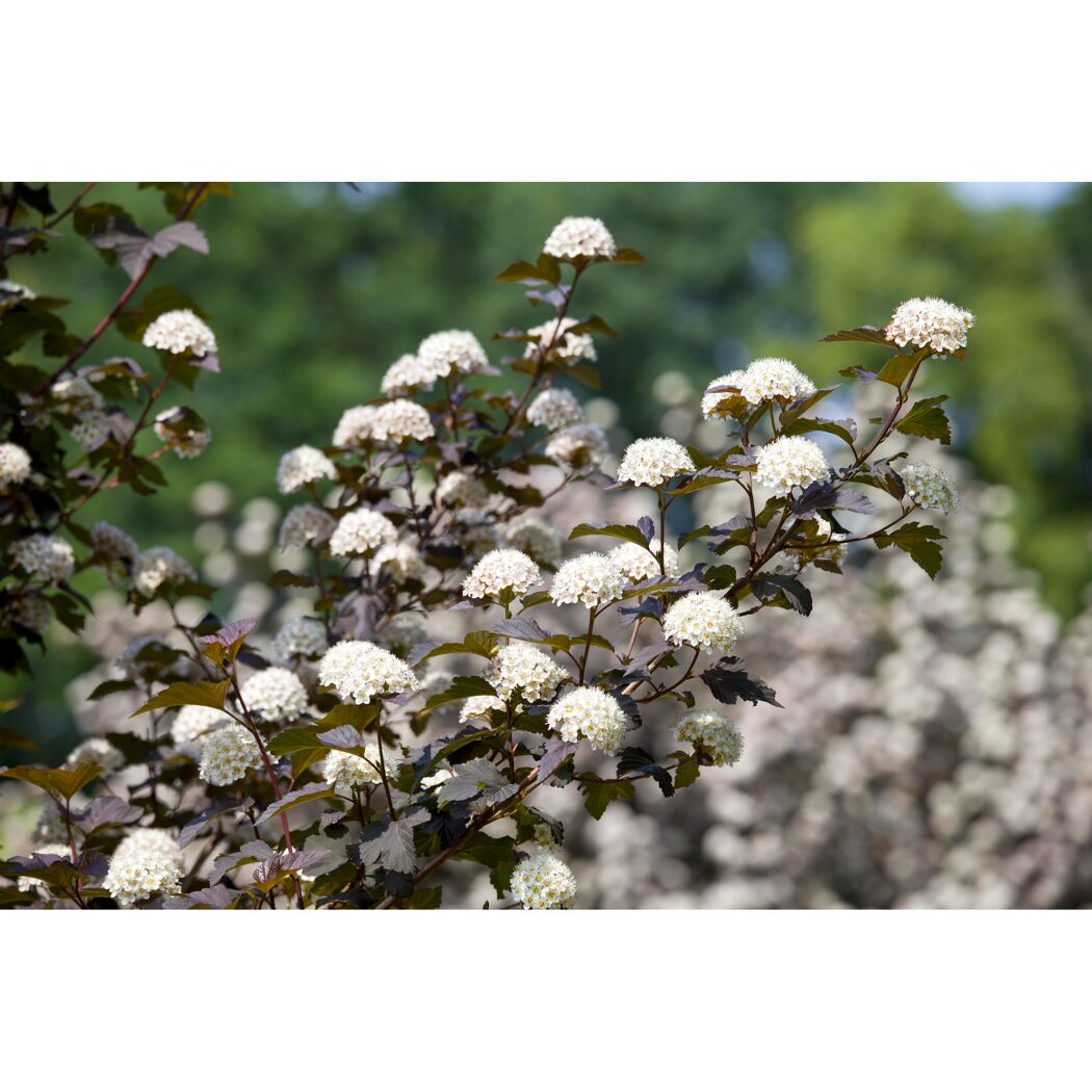 Blühender Zierstrauch mit weißen Blüten