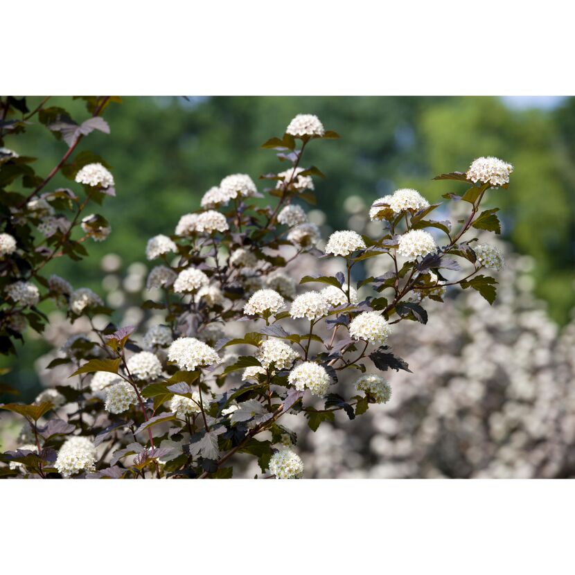 Blühender Zierstrauch mit weißen Blüten