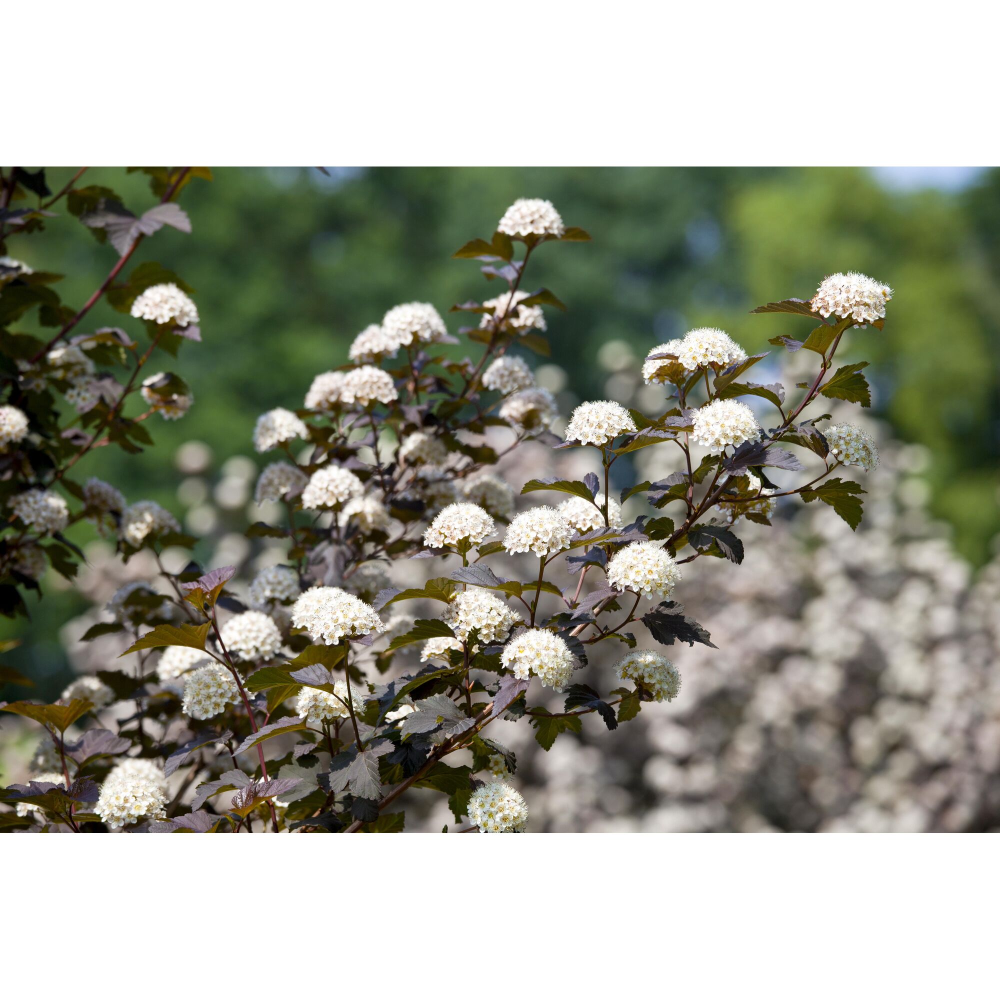 Blühender Zierstrauch mit weißen Blüten
