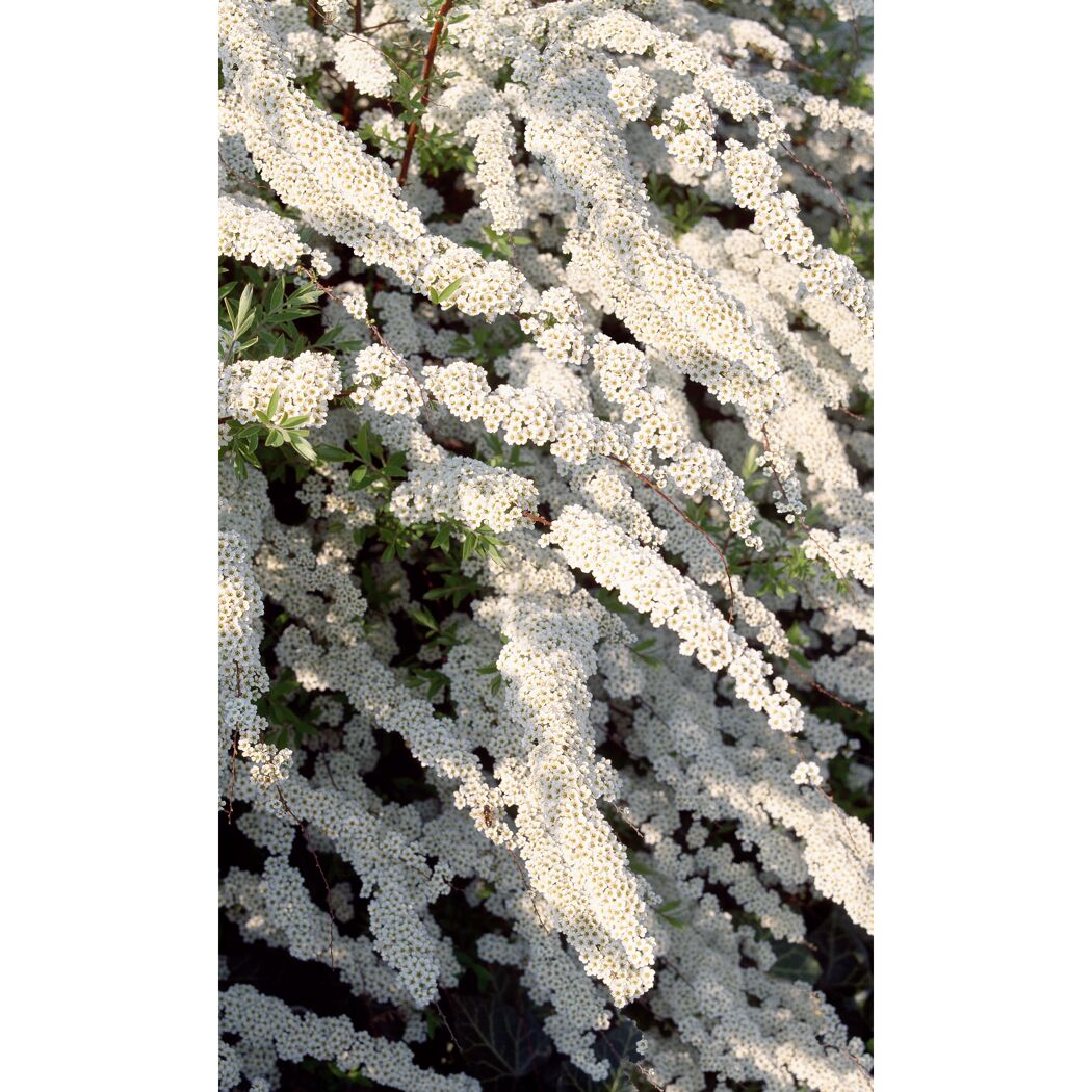 Blühender Spierstrauch mit weißen Blüten