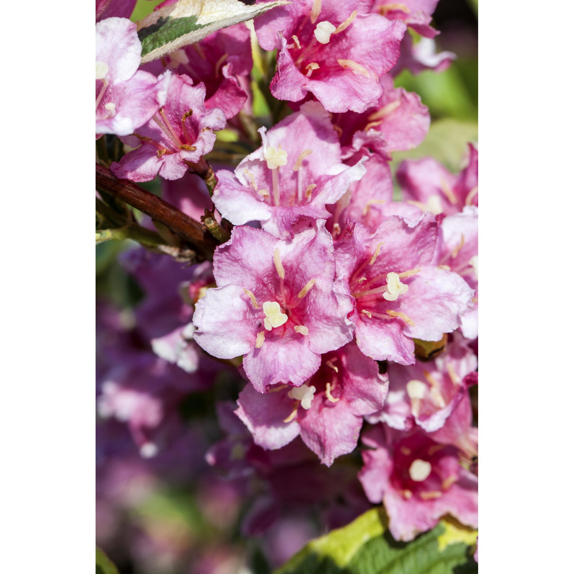 Nahaufnahme von rosa Weigelienblüten