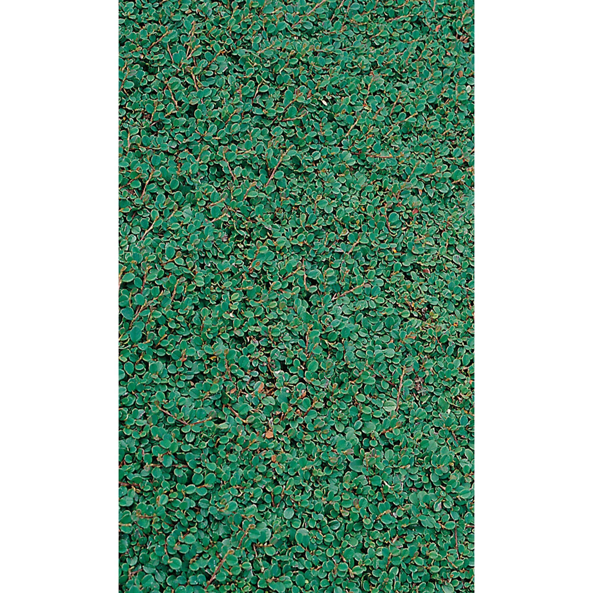 Grüne kriechende Pflanze, Nahaufnahme