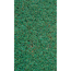 Zwergmispel 'Frieders Evergreen', 6er Tray