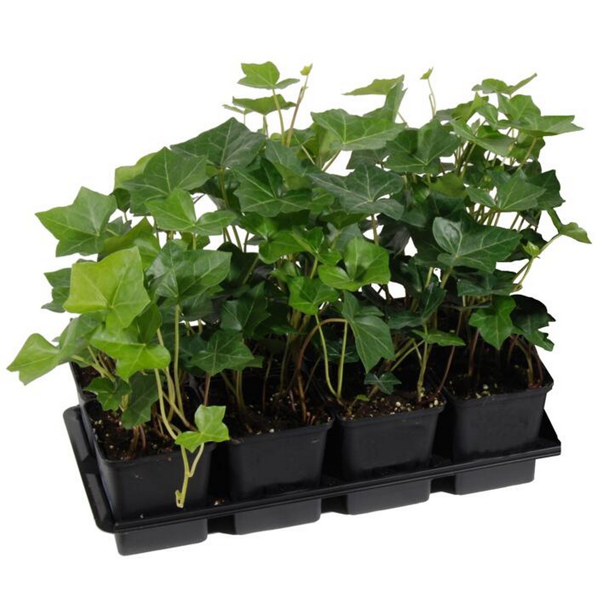 Sechs Efeupflanzen in schwarzen Töpfen