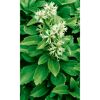 Pachysandra Ysander mit weißen Blüten