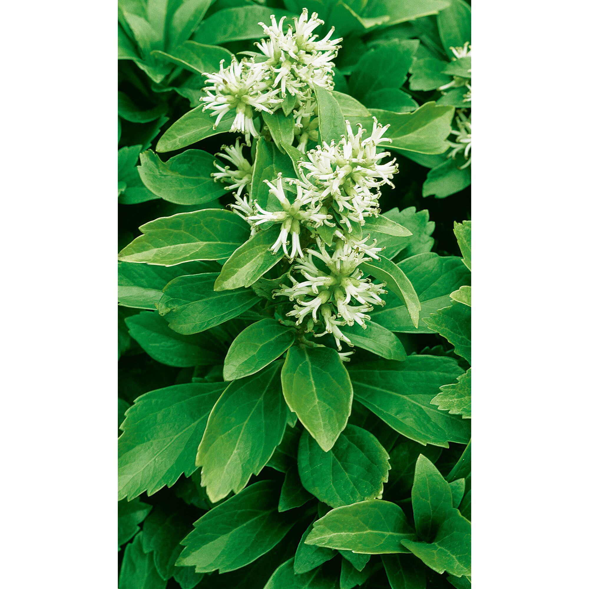 Pachysandra Ysander mit weißen Blüten