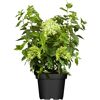 Hortensie im Topf